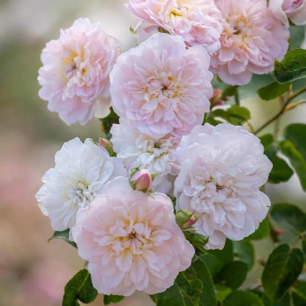 English Shrub Rose Elizabeth (Ausmajesty)